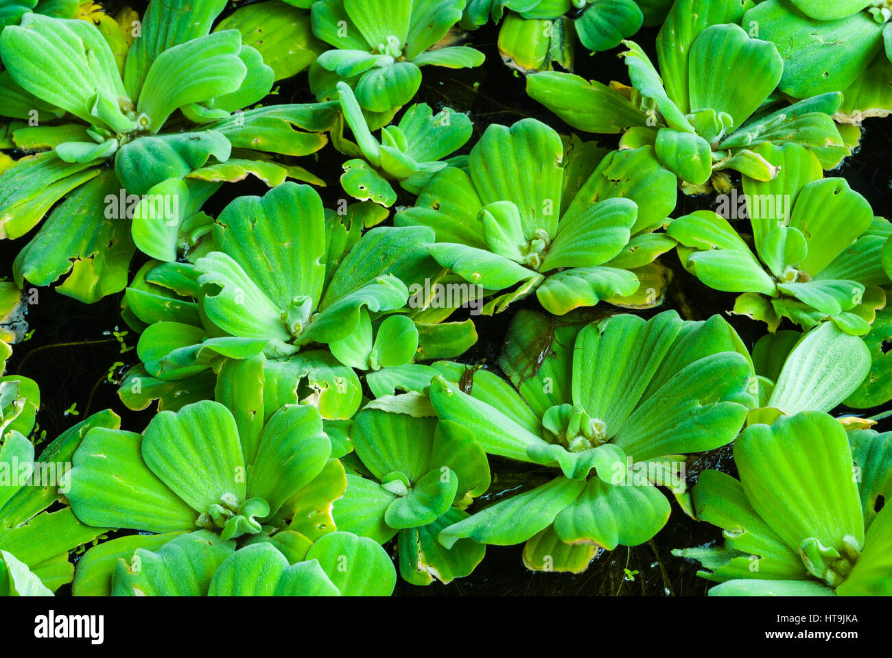 Closeup to Floating Bright Green Duckweed on Water Surface Stock Photo