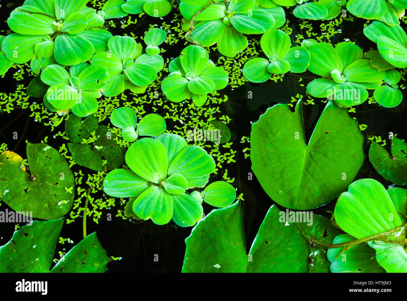 Closeup to Floating Bright Green Duckweed and Lotus Leaves on Water Surface Stock Photo