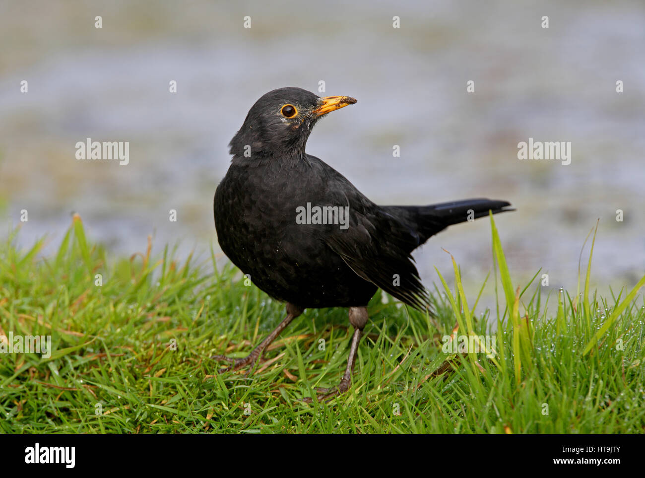 Eurasian Blackbird (Turdus merula merula) male at waters edge Eccles-on ...