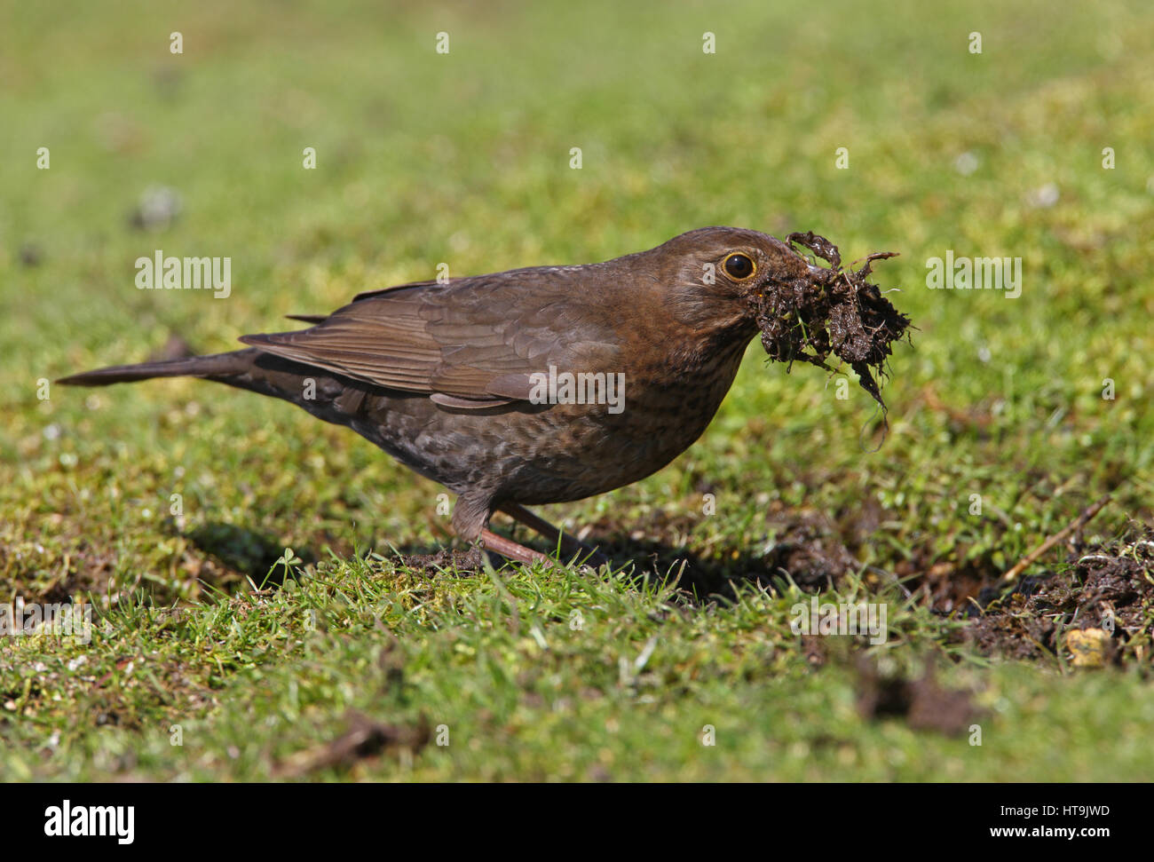 Eurasian Blackbird (Turdus merula merula) female with beak full of mud ...