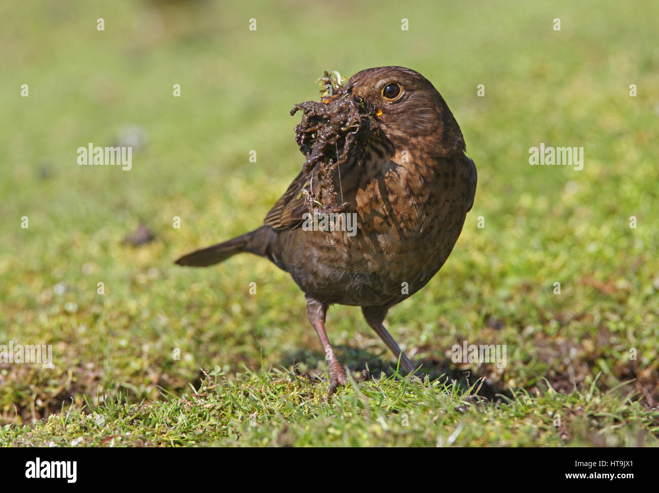 Eurasian Blackbird (Turdus merula merula) female with beak full of mud ...