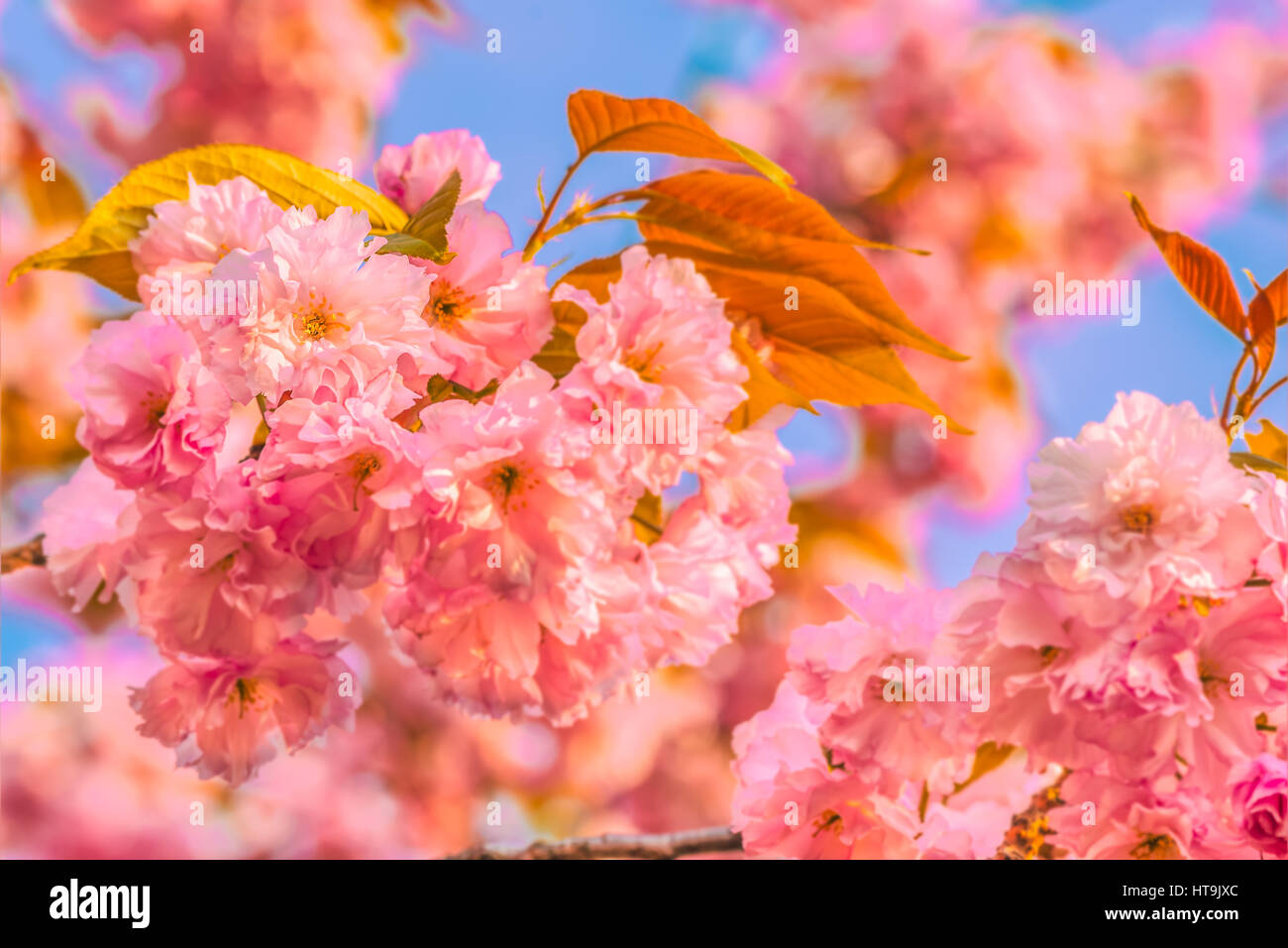 The Cherry orchard Stock Photo Alamy