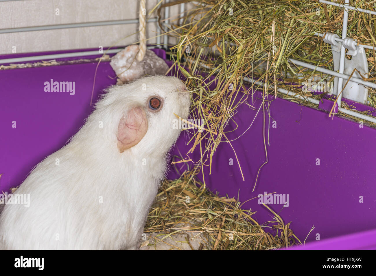 White guinea pig eating hay Stock Photo Alamy