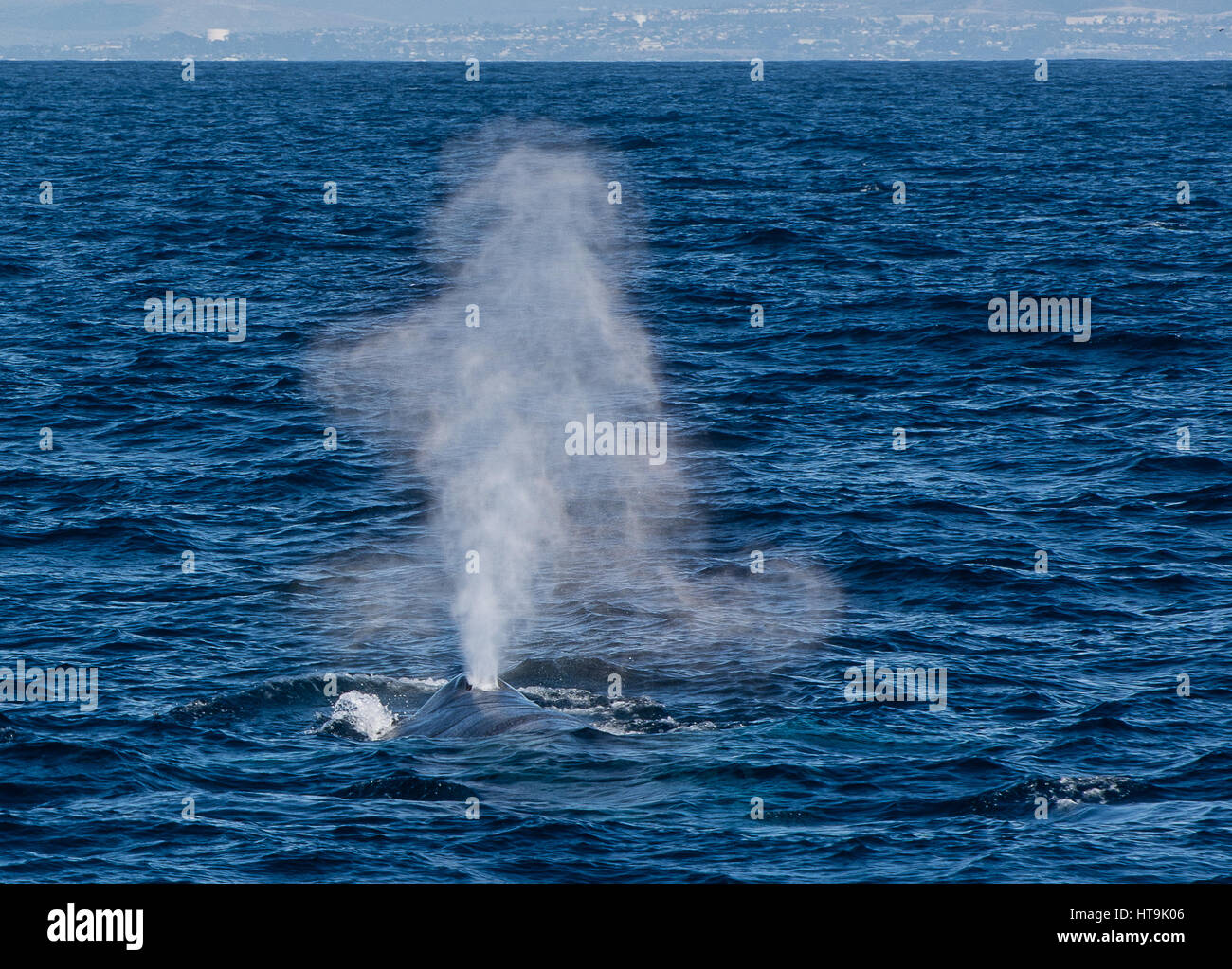 A Blue Whale surfaces for a breath in the Pacific Ocean off of the coast of San Diego, California, United States of America. Stock Photo