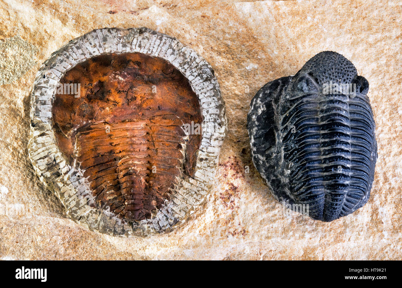 Cambrian period trilobites around 480 million years old. Stock Photo