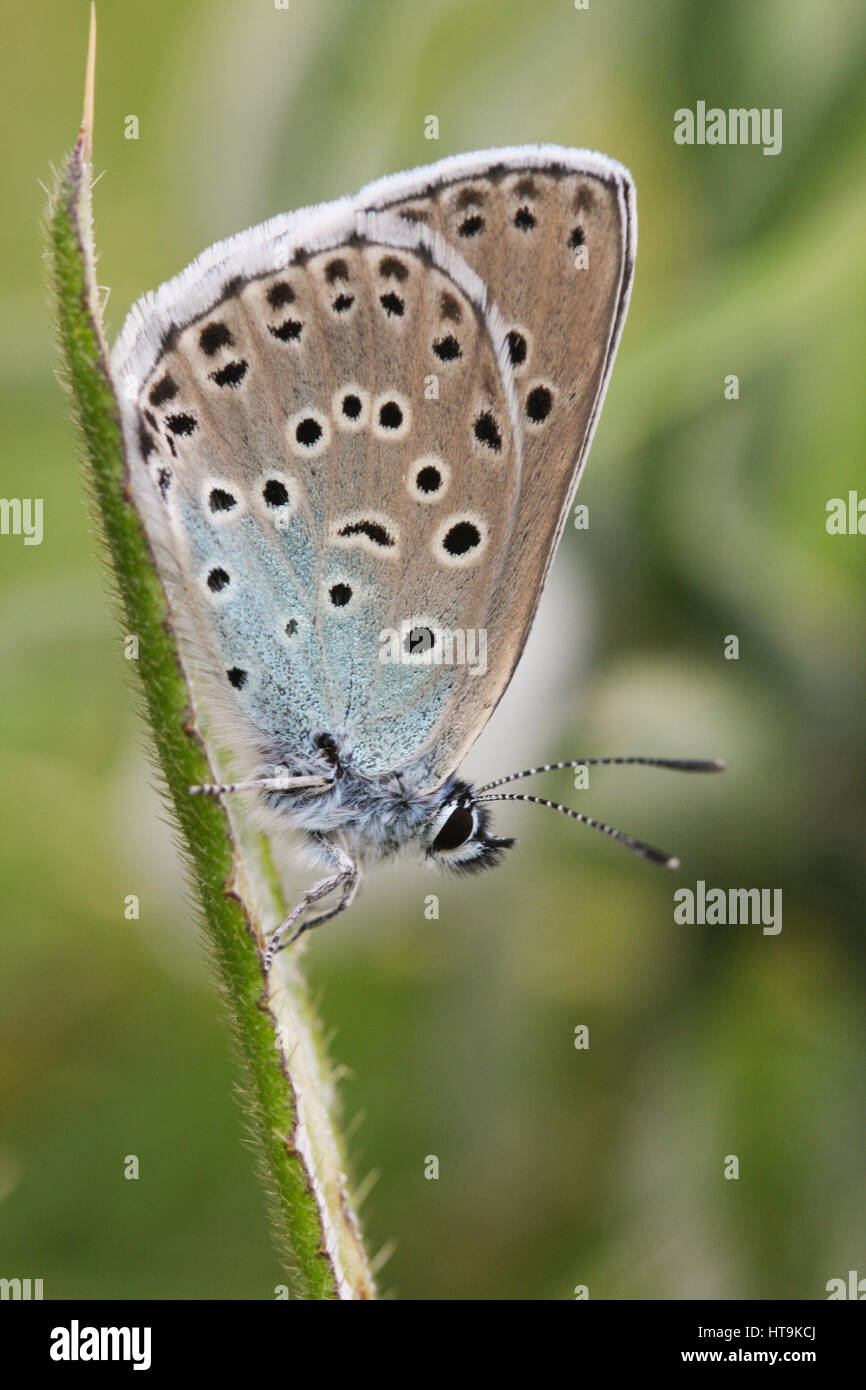 A rare Large Blue Butterfly (Maculinea arion) perched with its wings closed on a grass seed stem. Stock Photo