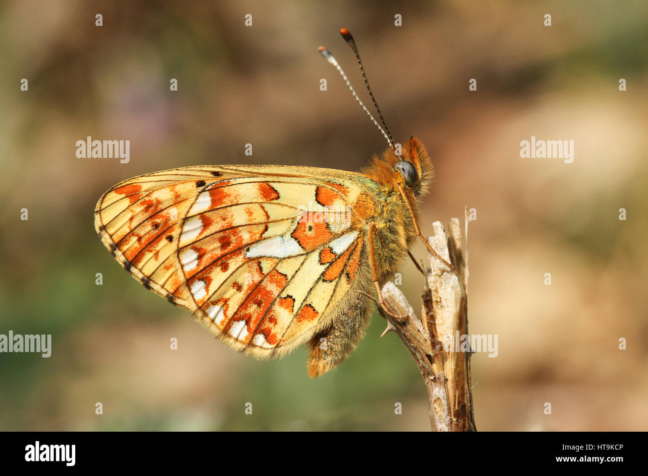 A stunning rare Pearl-bordered Fritillary Butterfly (Boloria euphrosyne ) perched on a bramble stem, with its wings closed. Stock Photo