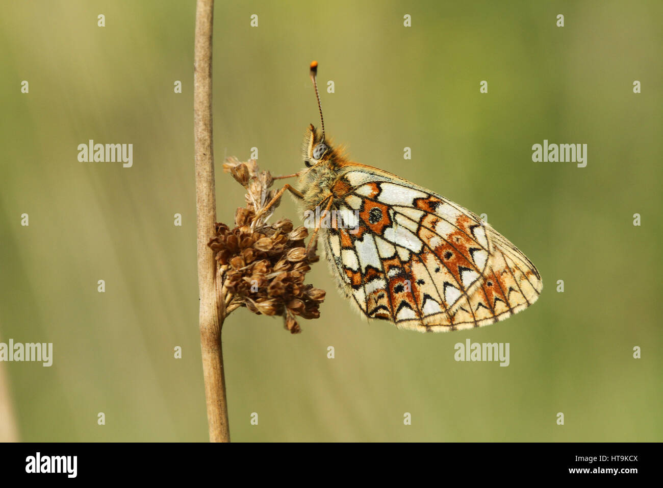 A stunning rare Small Pearl-bordered Fritillary Butterfly (Boloria selene ) perched on a reed seed head. Stock Photo