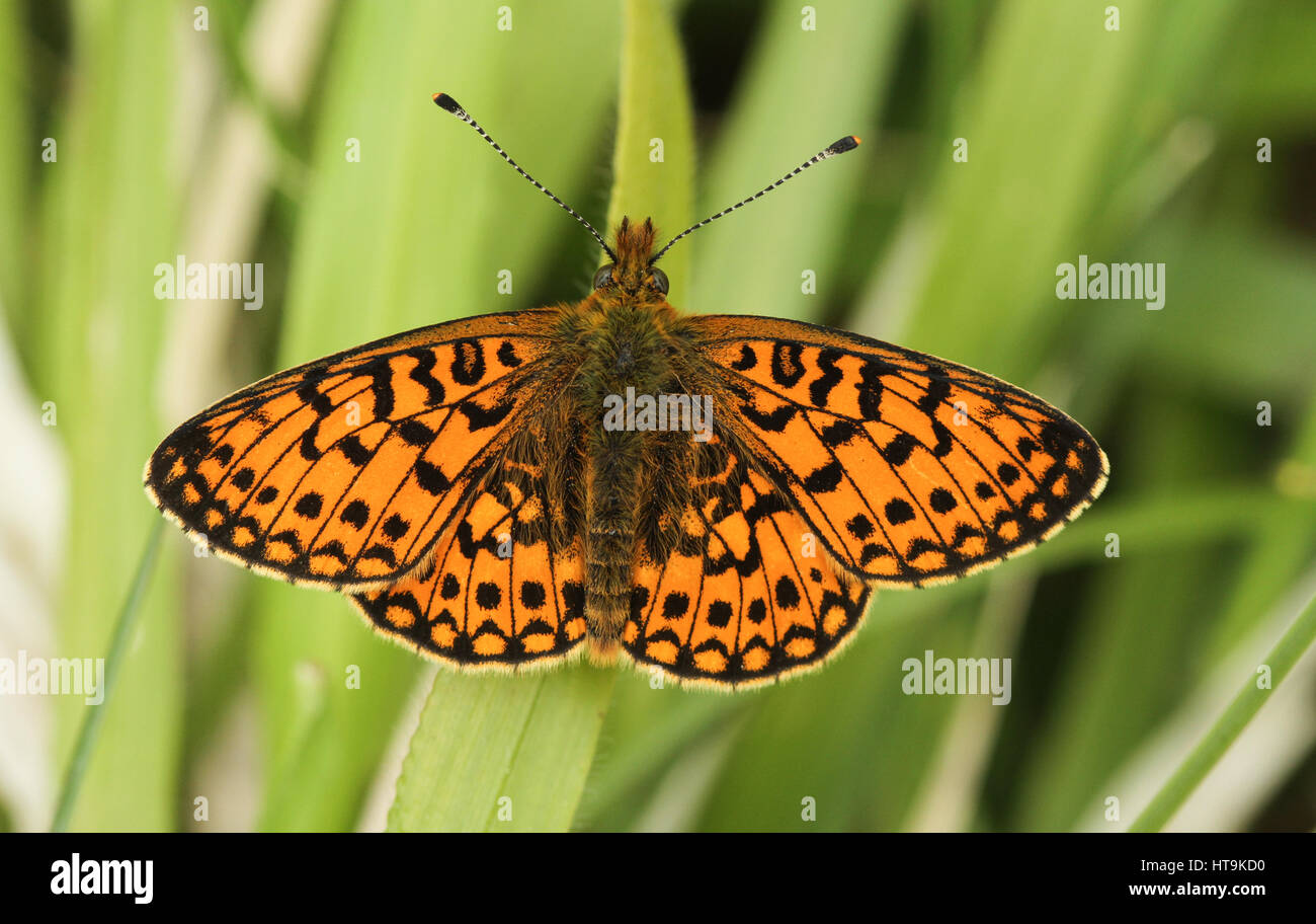 A stunning rare Small Pearl-bordered Fritillary Butterfly (Boloria selene) perched on grass with its wings open. Stock Photo