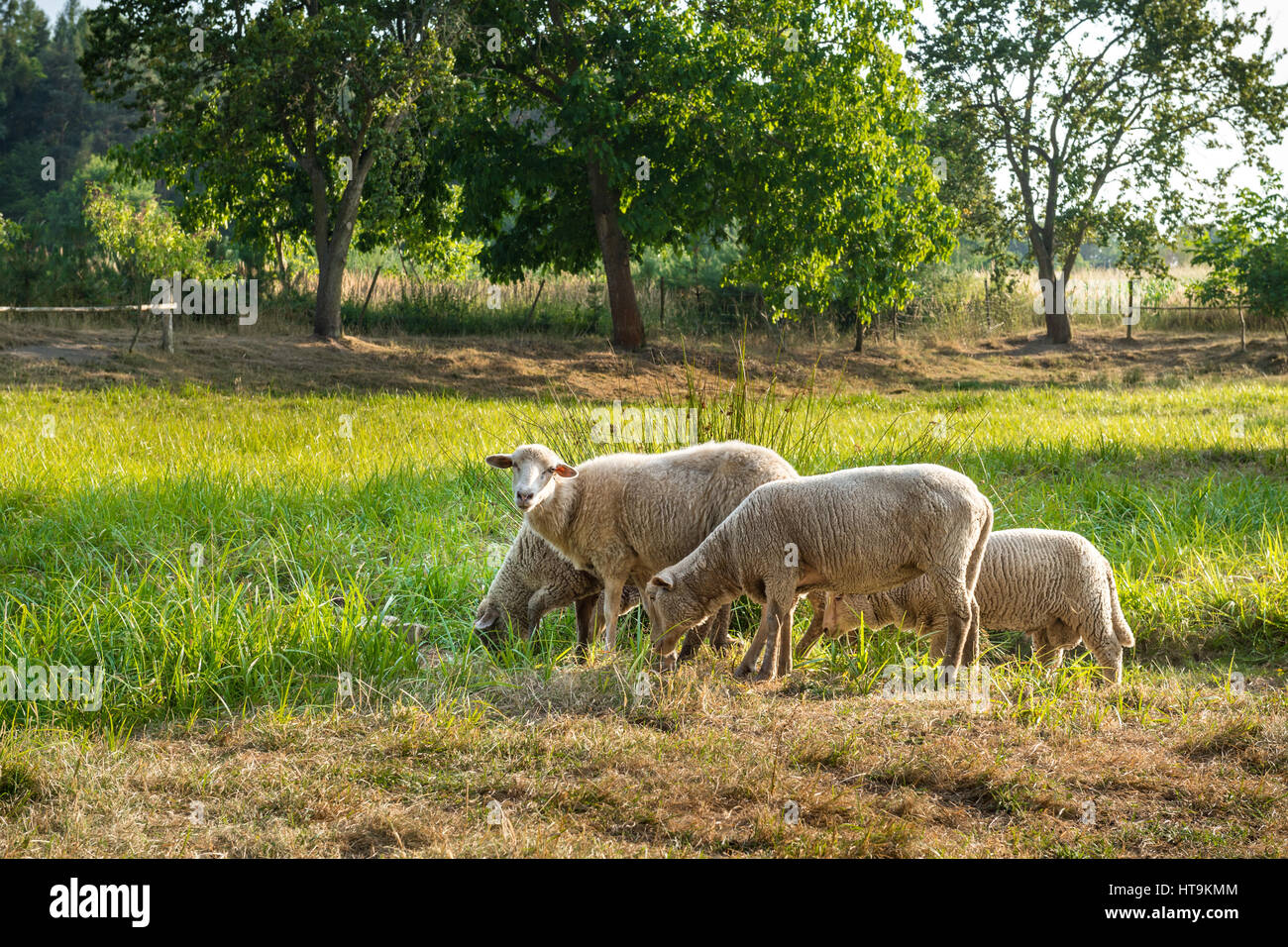 A flock of sheep grazes on a green field Stock Photo - Alamy