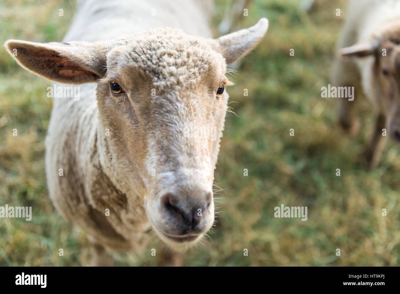 Curious sheep, funny domestic animal Stock Photo