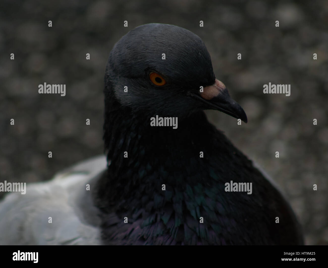 Starring into a pigeon's eyes Stock Photo
