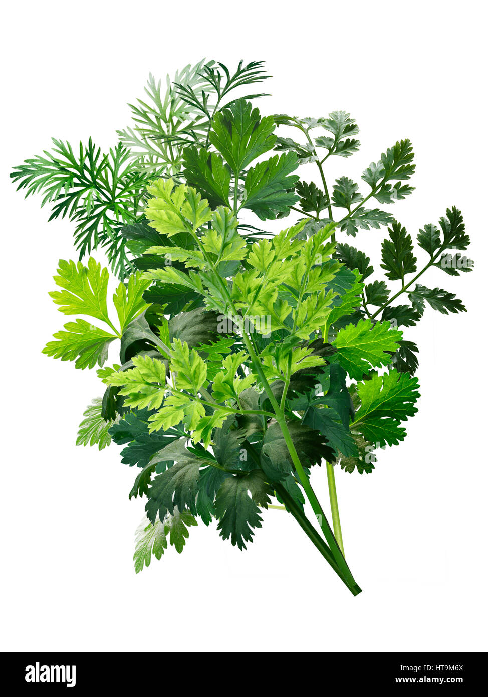 Bouquet of fresh herbs: Parsley, Chervil, Cilantro, Caraway. Clipping paths Stock Photo