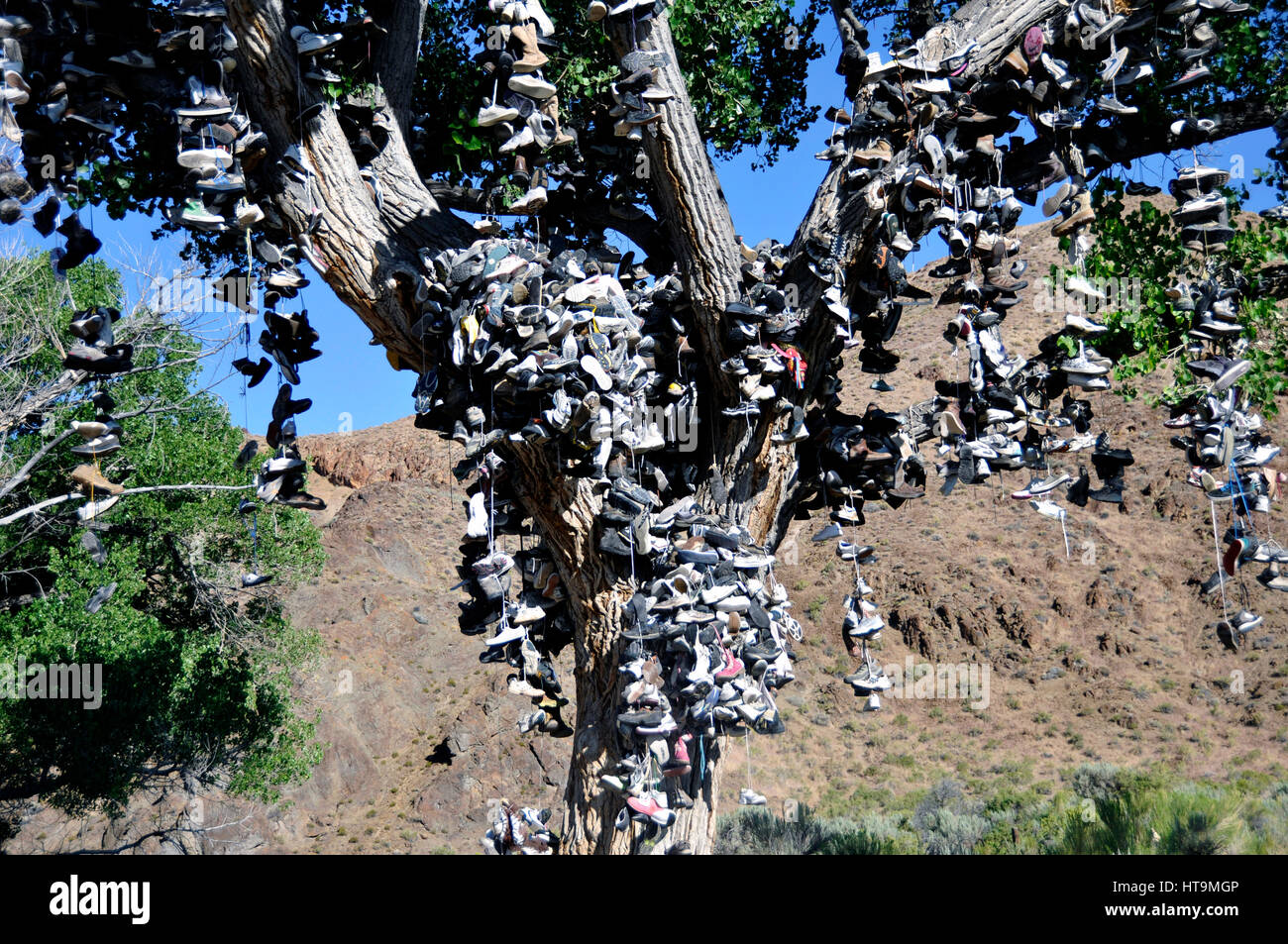 Shoe tree in US 50 Nevada Stock Photo Alamy