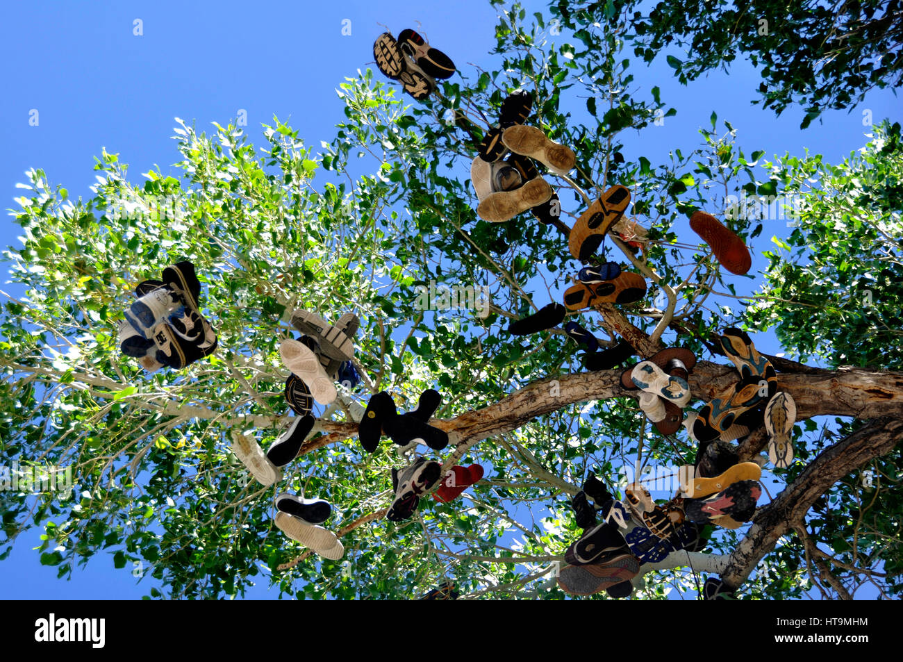 Shoe tree in US 50 Nevada Stock Photo Alamy