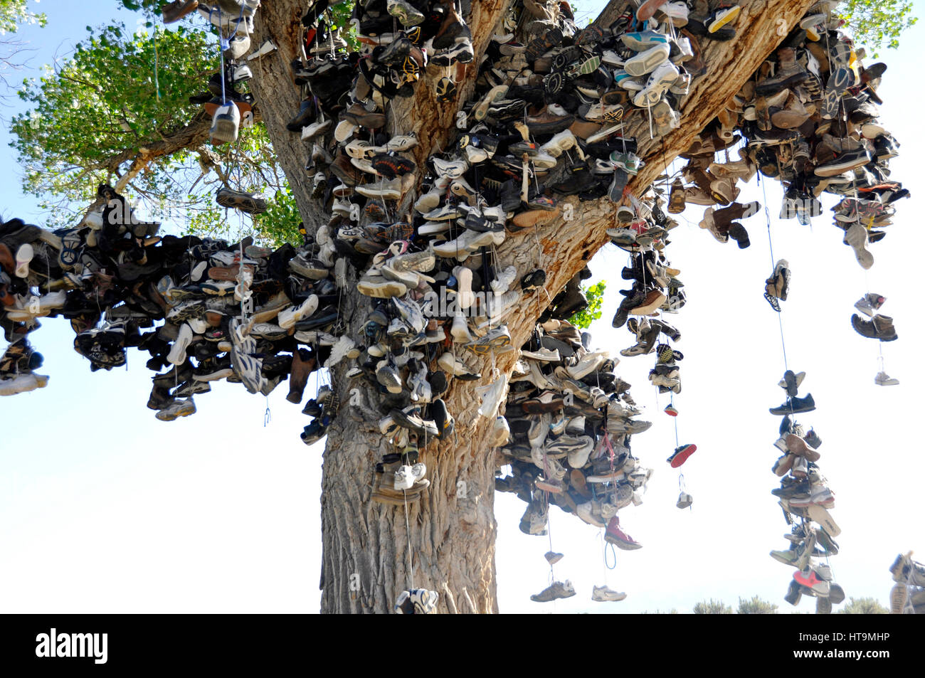 Shoe tree in US 50 Nevada Stock Photo Alamy
