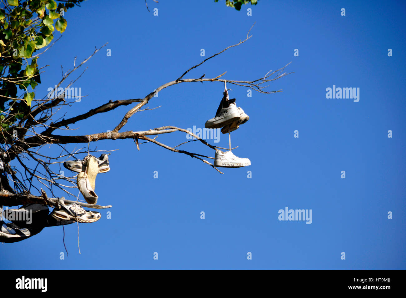 Shoe tree in US 50 Nevada Stock Photo Alamy
