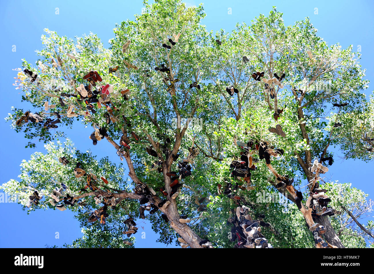 Shoe tree in US 50 Nevada Stock Photo Alamy