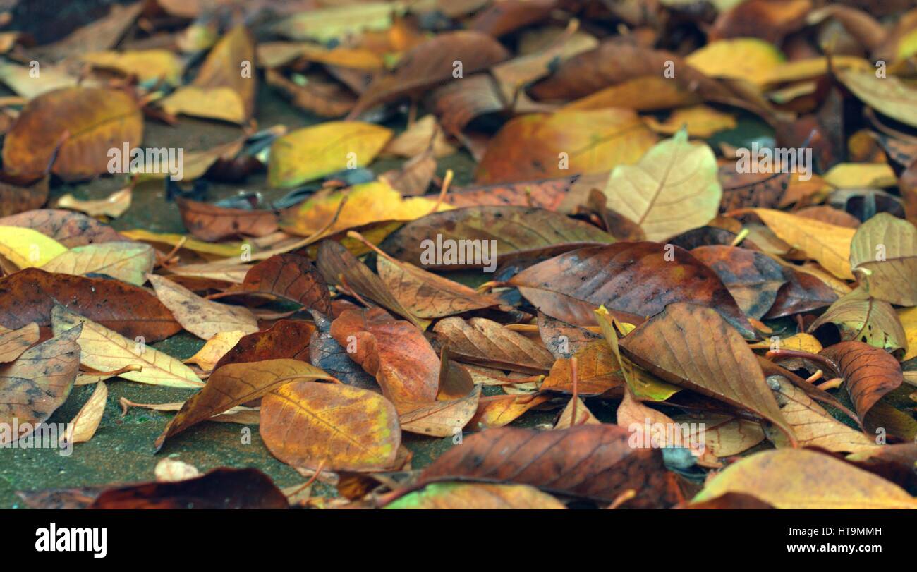 Backdrop of vibrant leaves hi-res stock photography and images - Alamy