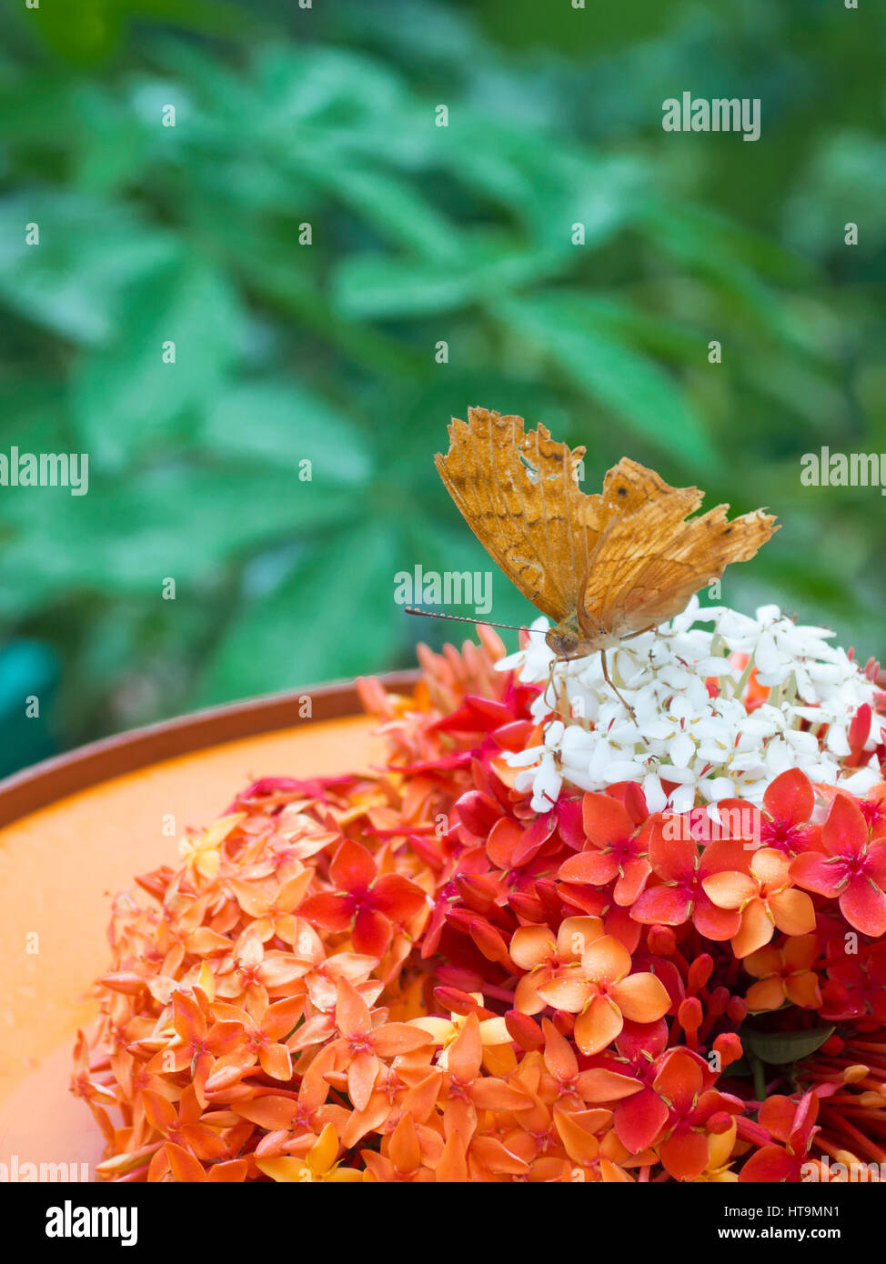 A golden brown butterfly in the butterfly garden of Beautiful Indonesia Miniature Park Stock