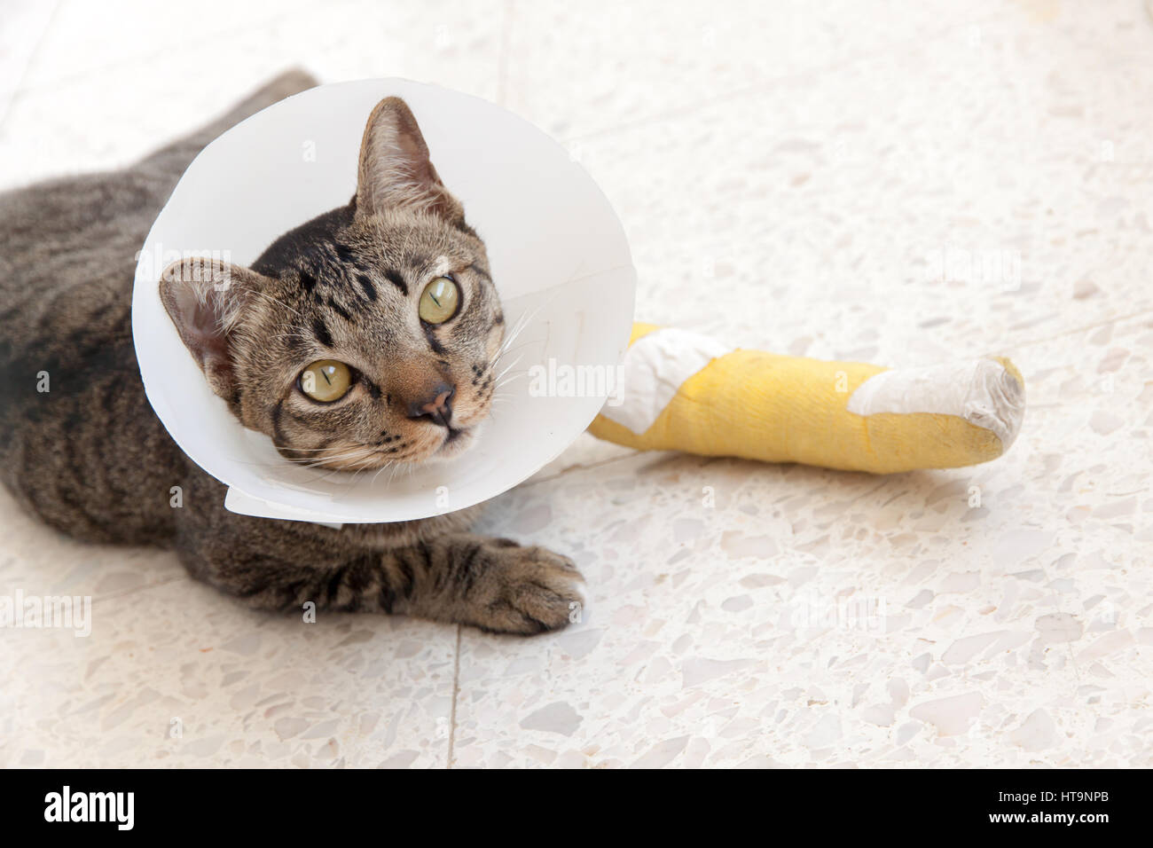 cat wearing an Elizabethan collar and Cat leg splint sleeping on the