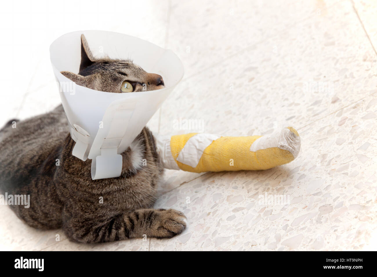 cat wearing an Elizabethan collar and Cat leg splint sleeping on the