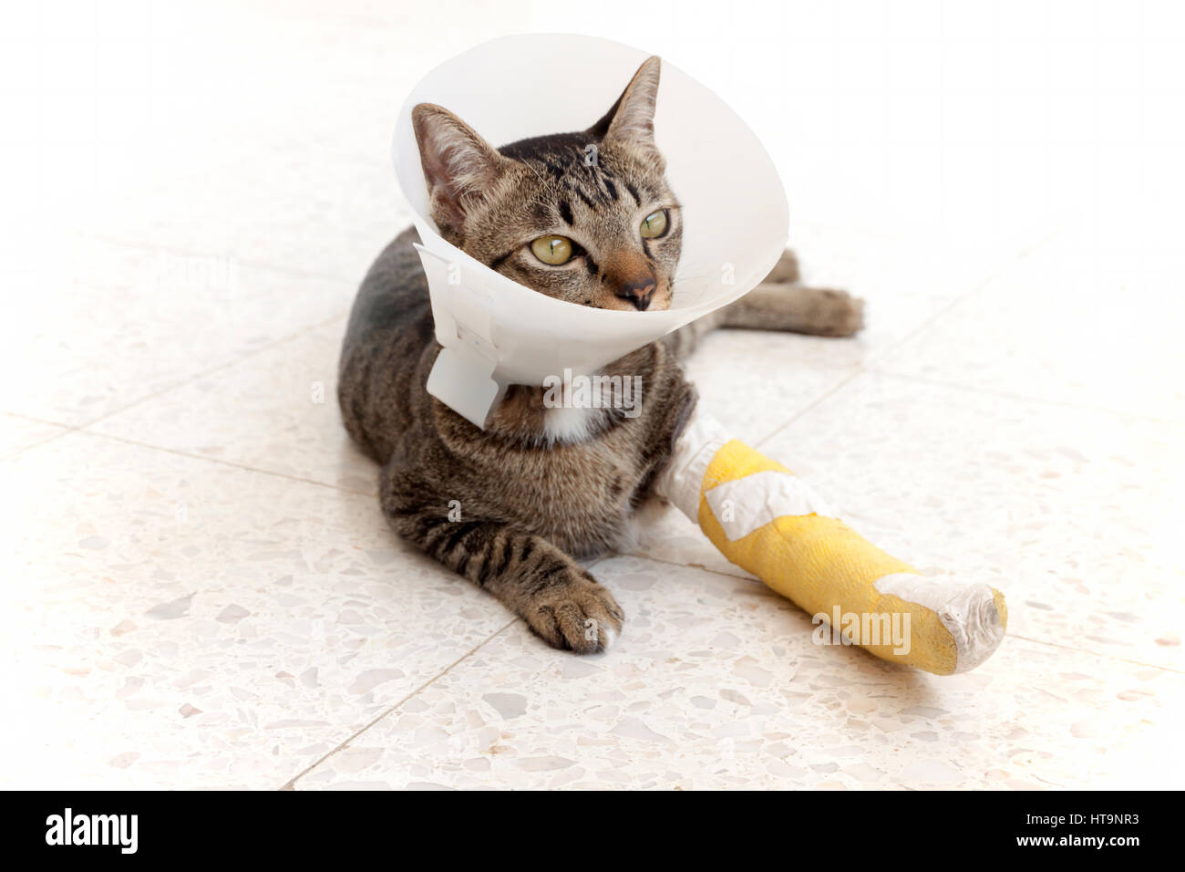 cat wearing an Elizabethan collar and Cat leg splint sleeping on the
