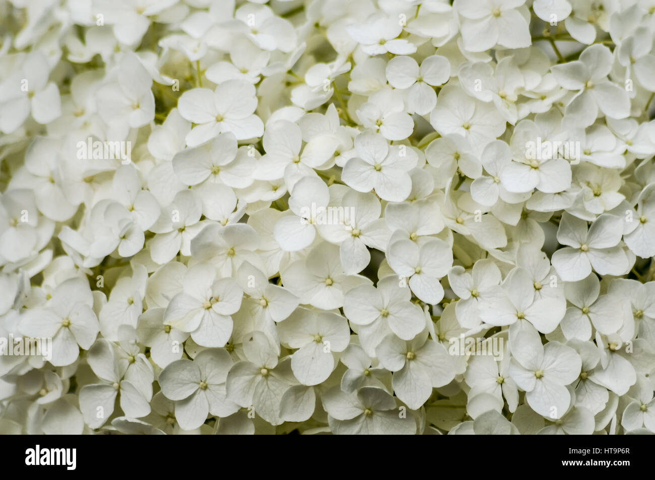 Close up of dense group of white hydrangea flowers background Stock ...