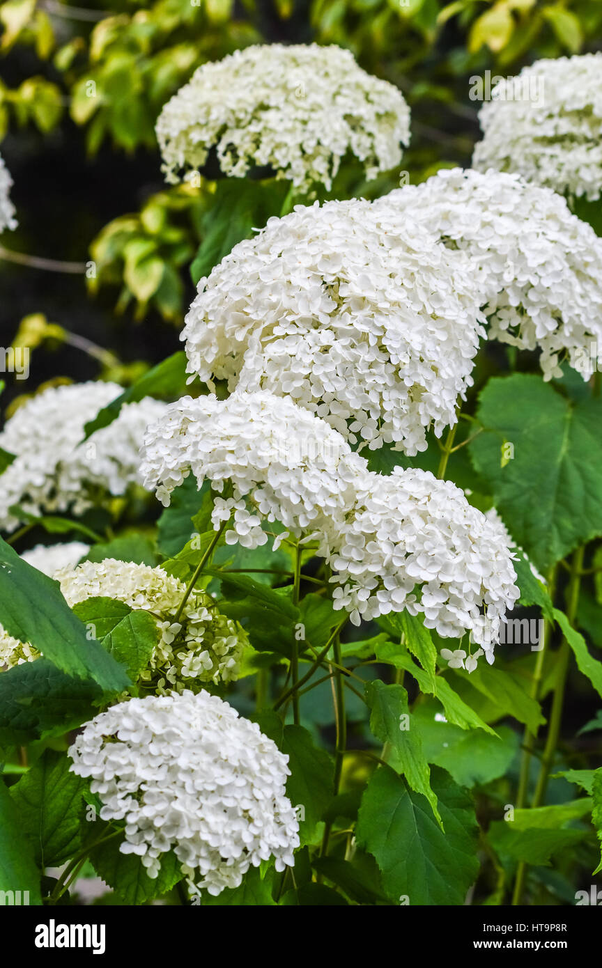 White hydrangea hi-res stock photography and images - Alamy
