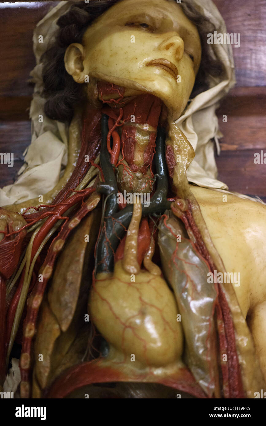 Florence. Italy. Collection of 18th century wax anatomical models at La Specola, Museum of Zoology and Natural History. Stock Photo