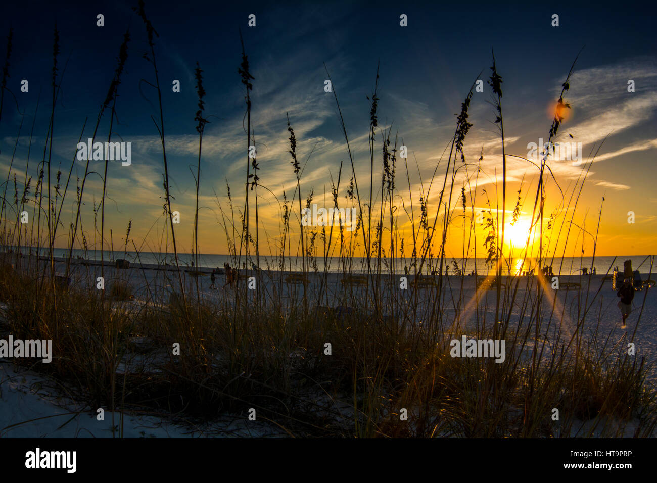 golden sunset through tall beach grass at the beach Stock Photo