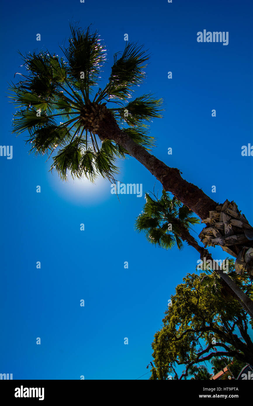 palm tree against deep blue sky as silhouette Stock Photo - Alamy