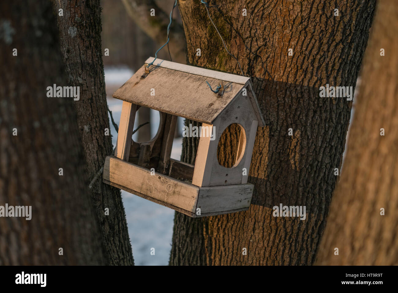 Wooden bird feeder on a tree on winter sunny day Stock Photo