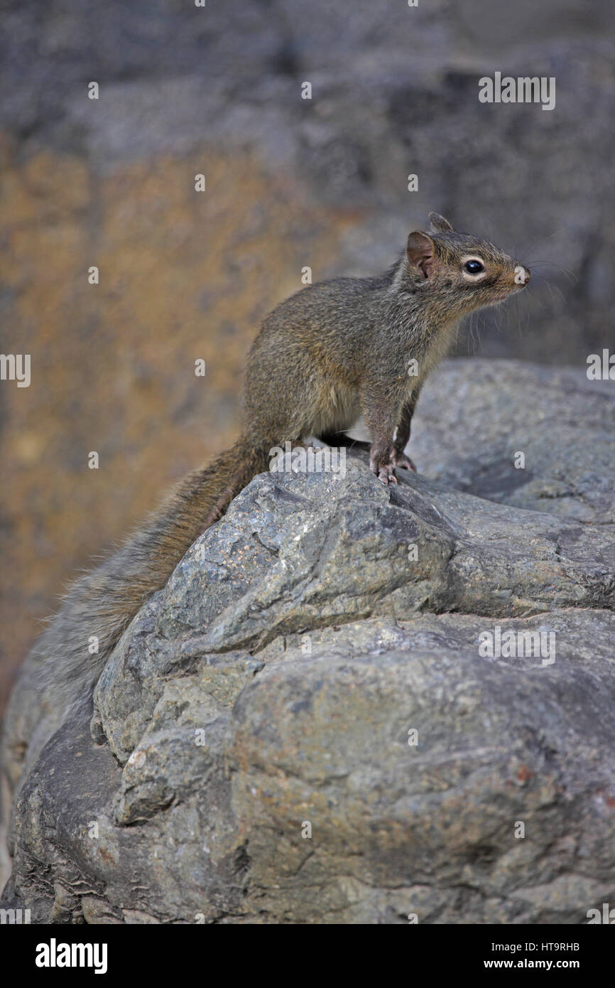 Pere David's Rock Squirrel (Sciurotomias davidianus davidianus) adult on rock Hebei, China    May Stock Photo