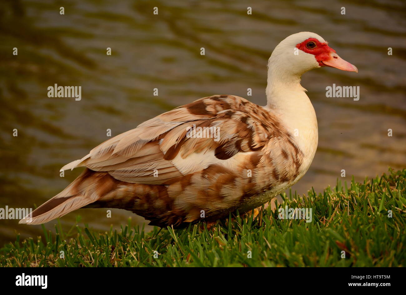 A large feral Muscovy duck exits a pond with water droplets clinging to its mottled plumage and slowly waddles up a grassy slope in Central Florida. Stock Photo
