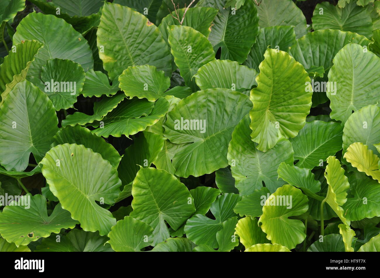 Nature bursts forth with a large, vibrant clump of huge leafy green elephant ears. Despite the lack of flowers, this tropical plant is  impressive. Stock Photo