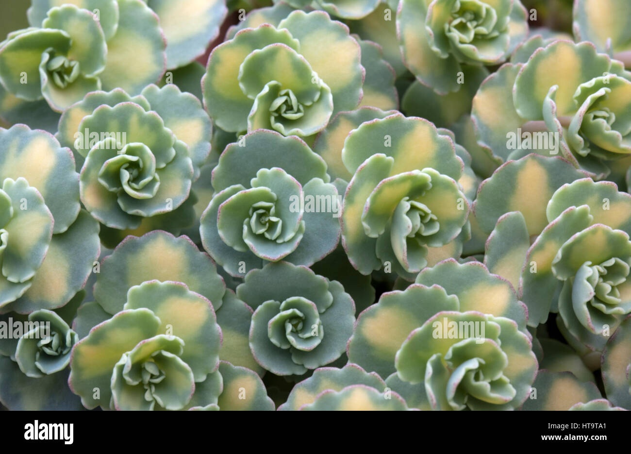 Close-up image of Sedum (sieboldii Mediovariegata) Stock Photo