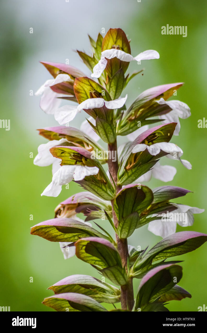 Acanthus flowers closeup, Acanthus mollis Stock Photo Alamy