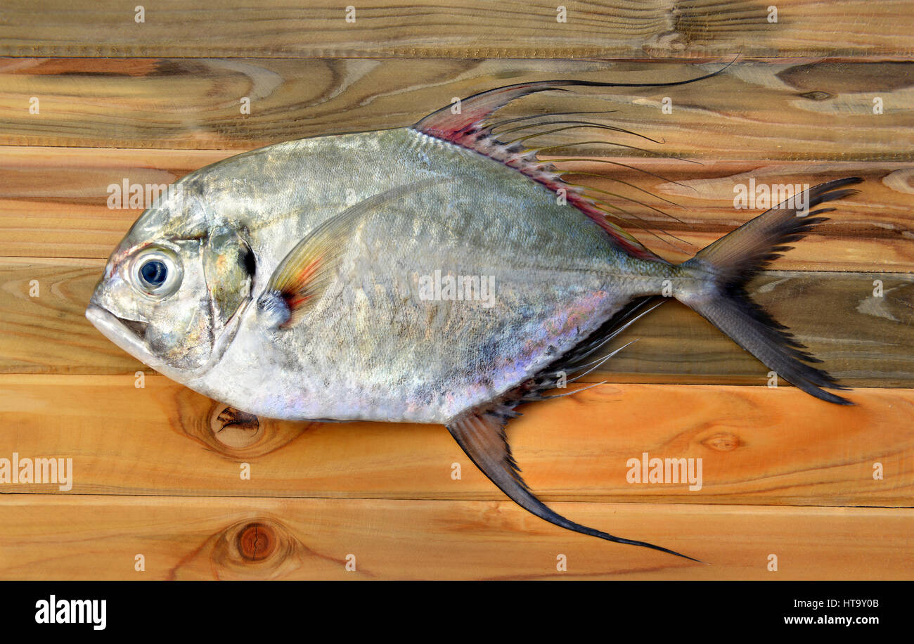 African Pompano Fish Hi res Stock Photography And Images Alamy African Pompano Fish Hi res Stock Photography And Images Alamy