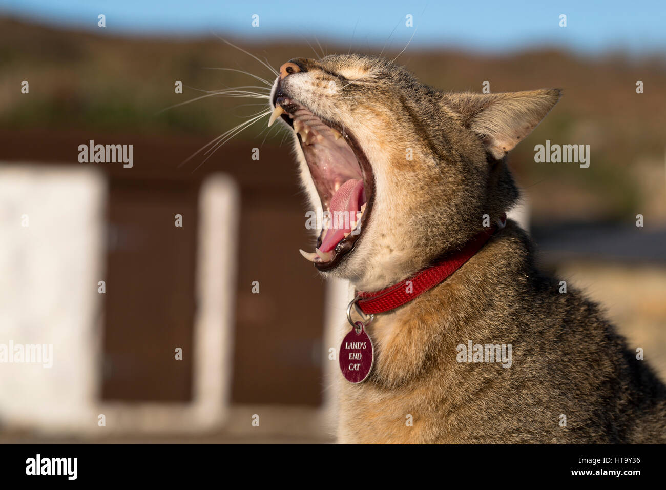 Land's End Cat; Cornwall; UK Stock Photo