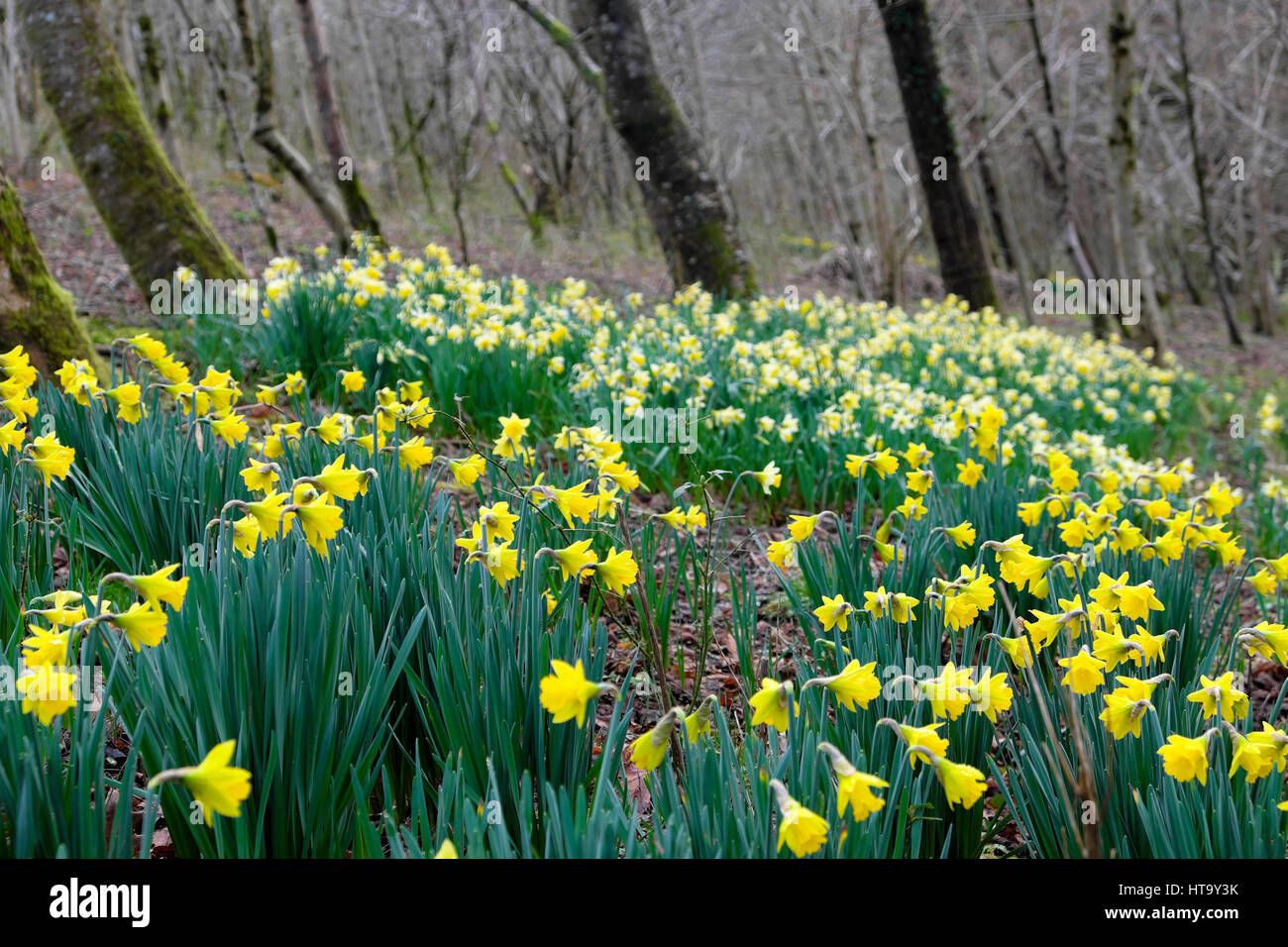Wild daffodils in bloom growing flowering on a sloping bank in March in