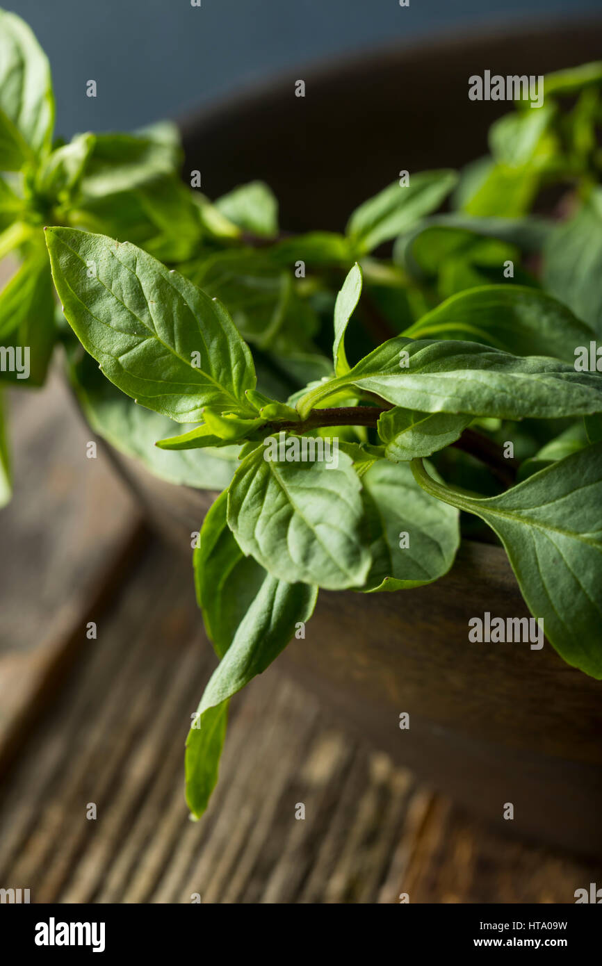 Thai basil hires stock photography and images Alamy