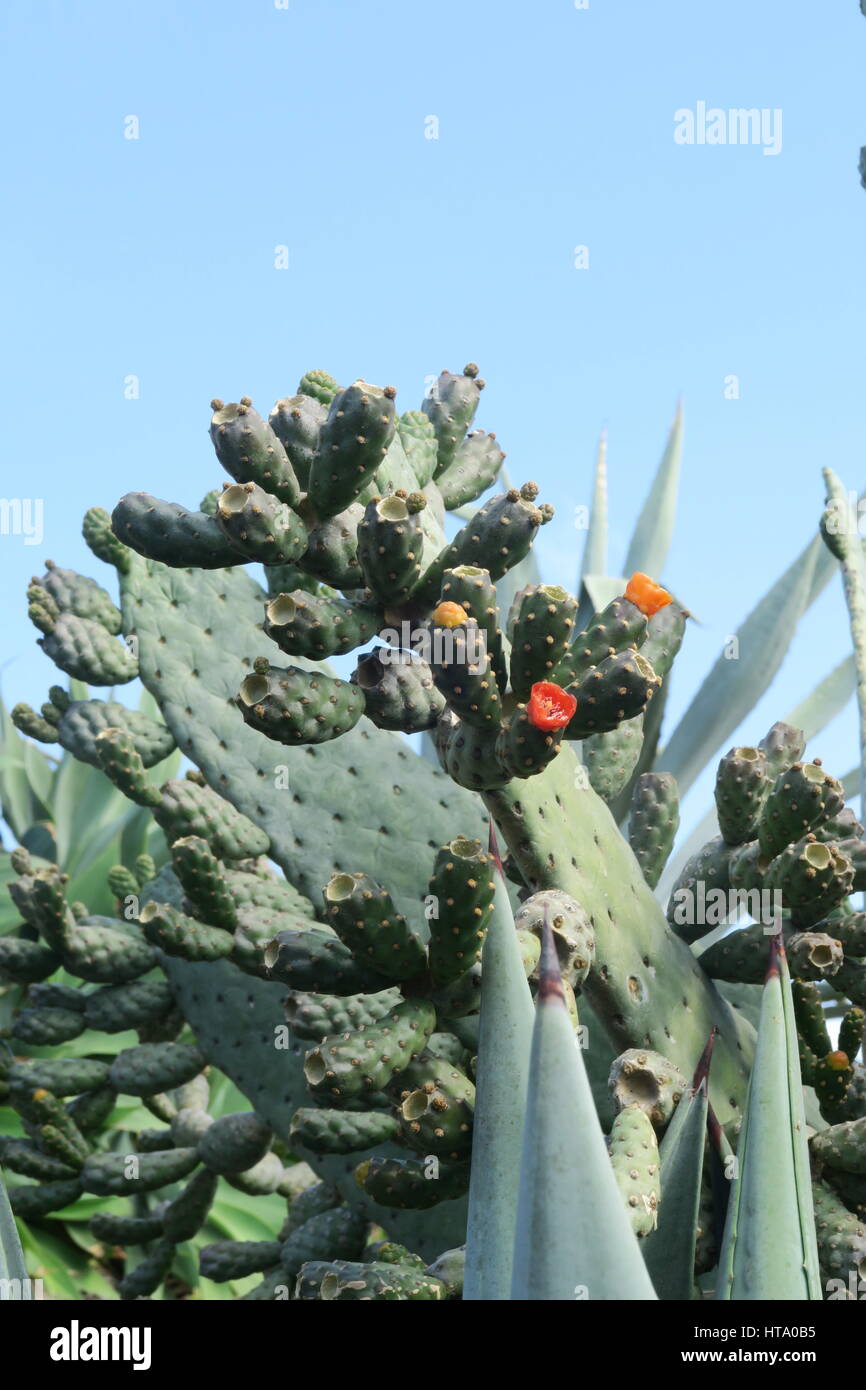 Cactus in flower, Lanzarote Stock Photo