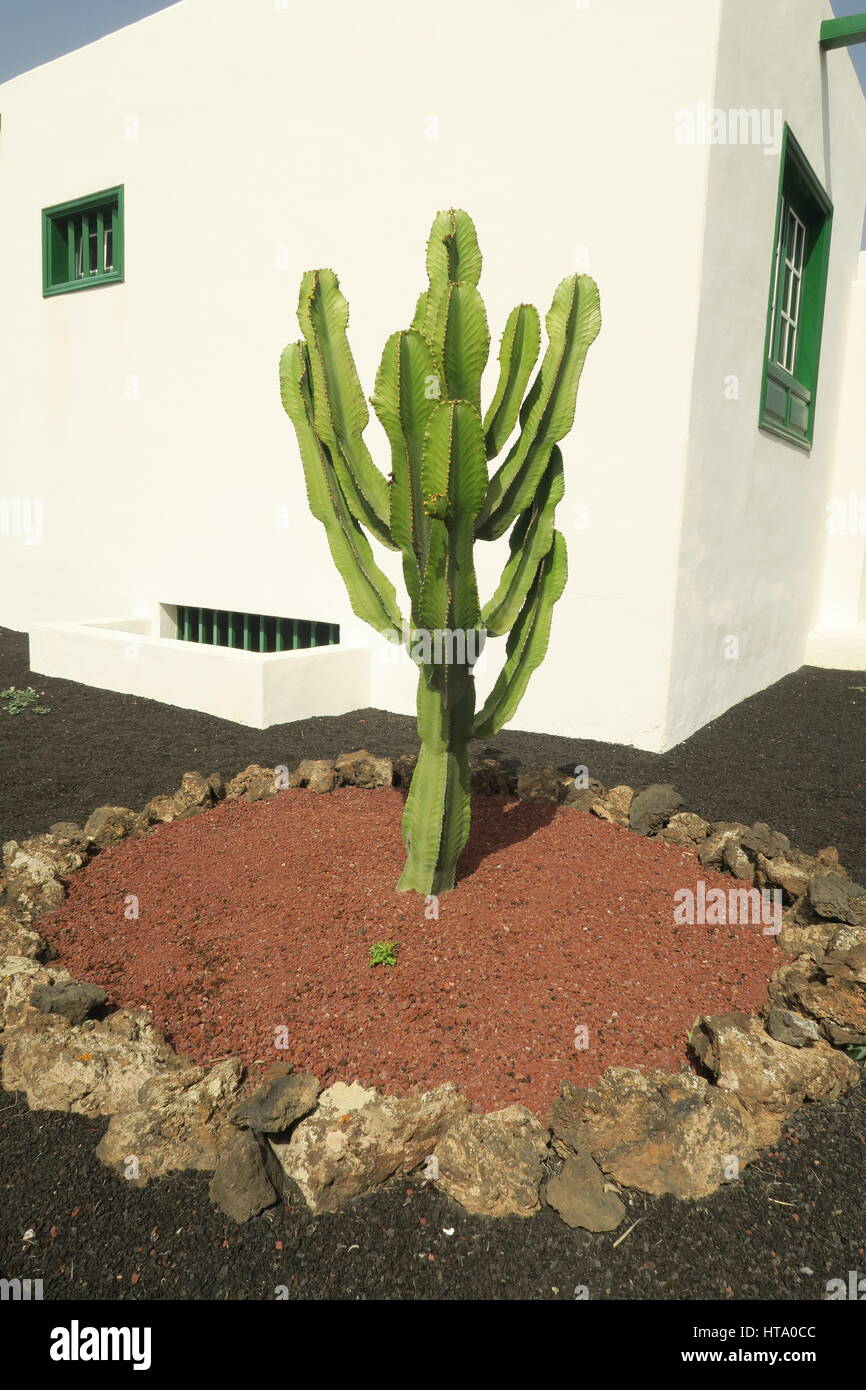 specimen cactus Stock Photo