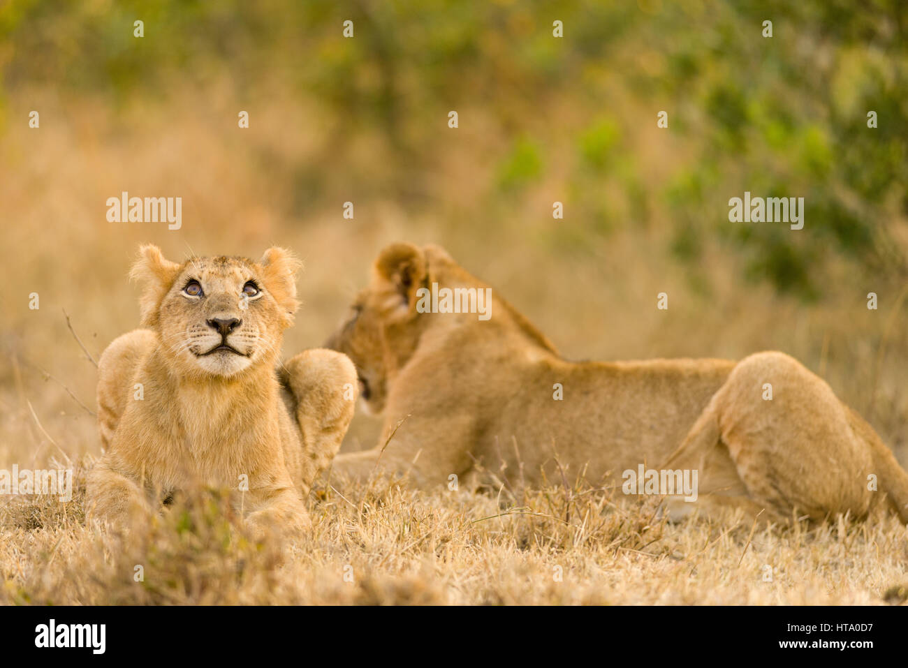 Lion Cubs (panthera leo) Waiting For Mother, Maasai Mara, Kenya Stock Photo