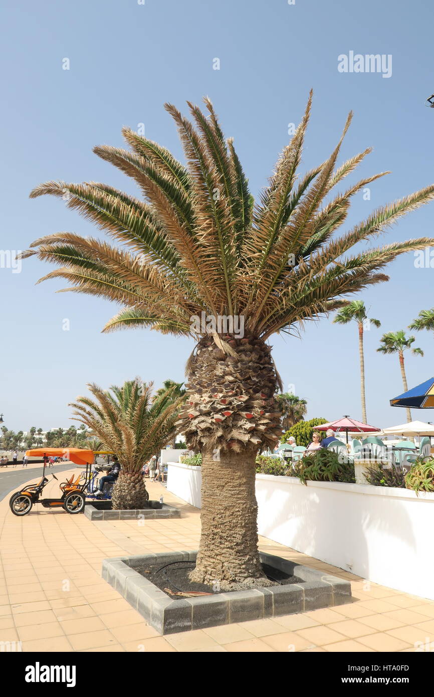 Palm tree, Matagorda, Lanzarote Stock Photo