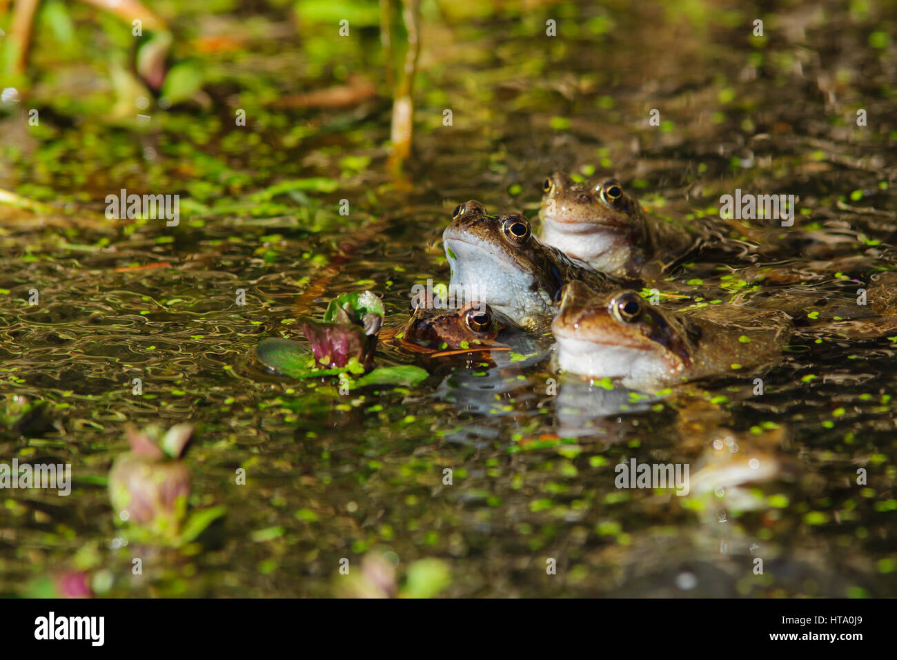 Wild common frogs (Rana temporaria) mating surrounded by frog spawn in