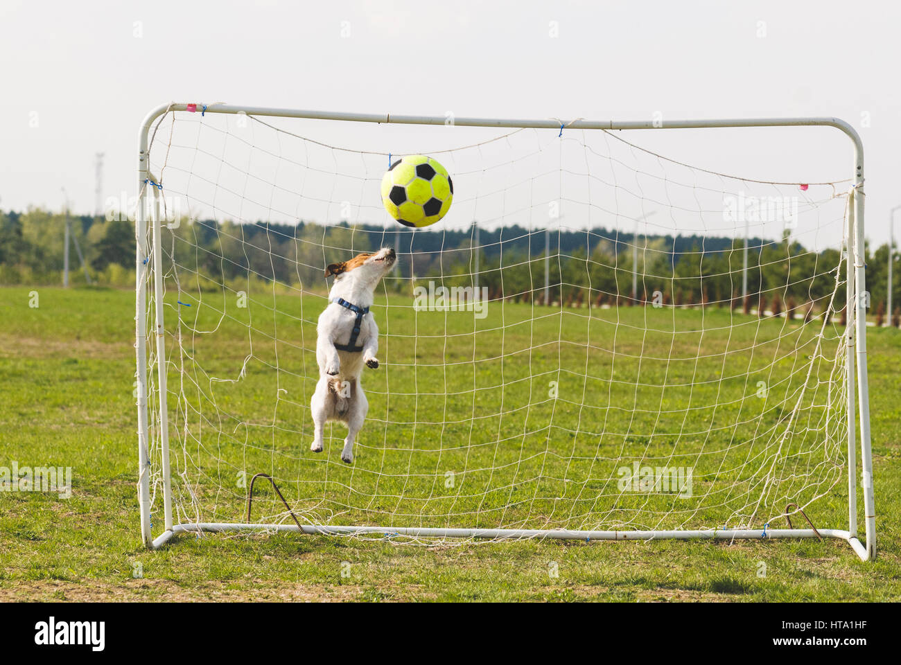 Funny dog catching a ball saving goal Stock Photo