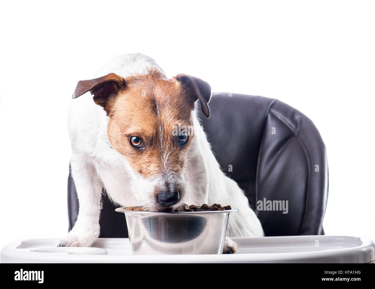 Dog eating its main course of dried meat food Stock Photo