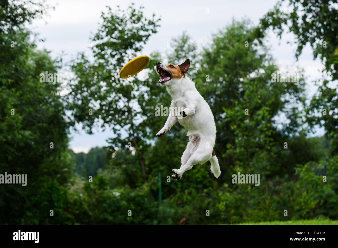 How High Can Dogs Jump